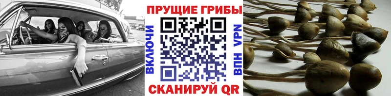 Псилоцибиновые грибы Cubensis  Касимов 